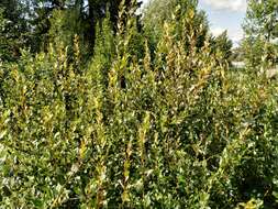 Salix starkeana Willd. resmi