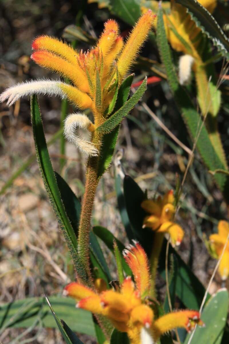 Image of Anigozanthos humilis subsp. humilis