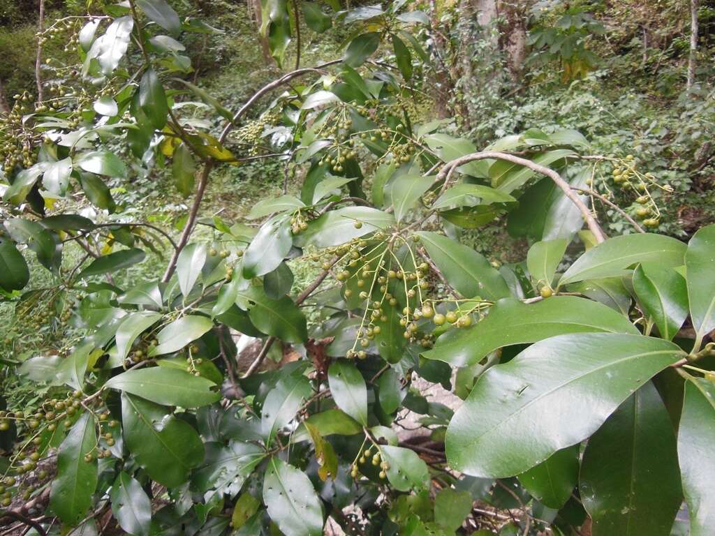 Image of Ardisia paschalis J. D. Smith