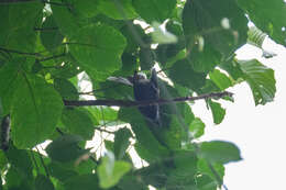 Image of White-throated Fantail