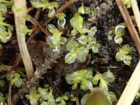 Imagem de Cinclidium stygium Swartz ex Schrader 1803