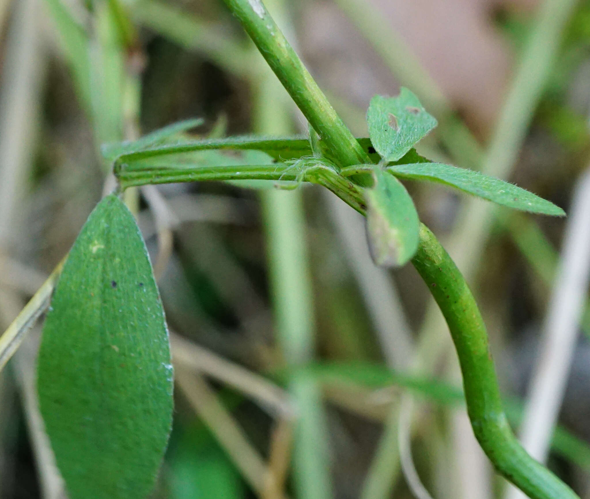 Image of Egyptian clover