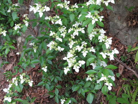 Image of Hydrangea scandens (L. fil.) Ser.