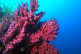 Image of chameleon sea fan