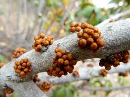 Image of Transvaal milk plum