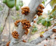 Image of Transvaal milk plum