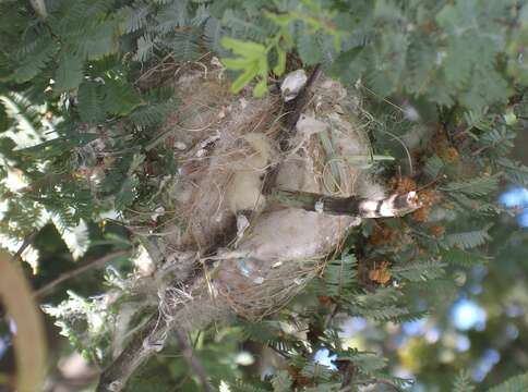 صورة Lichenostomus Cabanis 1851