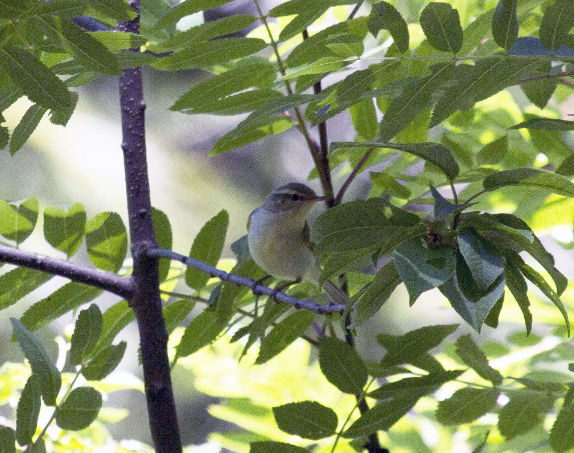 Image of Green Warbler