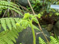 Image of Hypolepis tenuifolia (Forst.) Bernh.