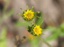 Image of Arizona blackfoot