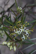 Image of Grevillea viridiflava R. O. Makinson