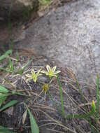 Sivun Triteleia ixioides (Dryand. ex W. T. Aiton) Greene kuva