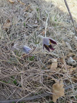 Image of narrow-leaf pasque-flower