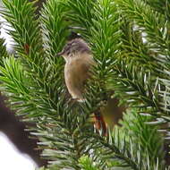 Image of Tit-spinetails