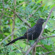 Image of Large-tailed Antshrike