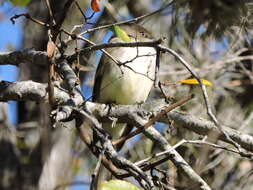 Image of Eastern Phoebe