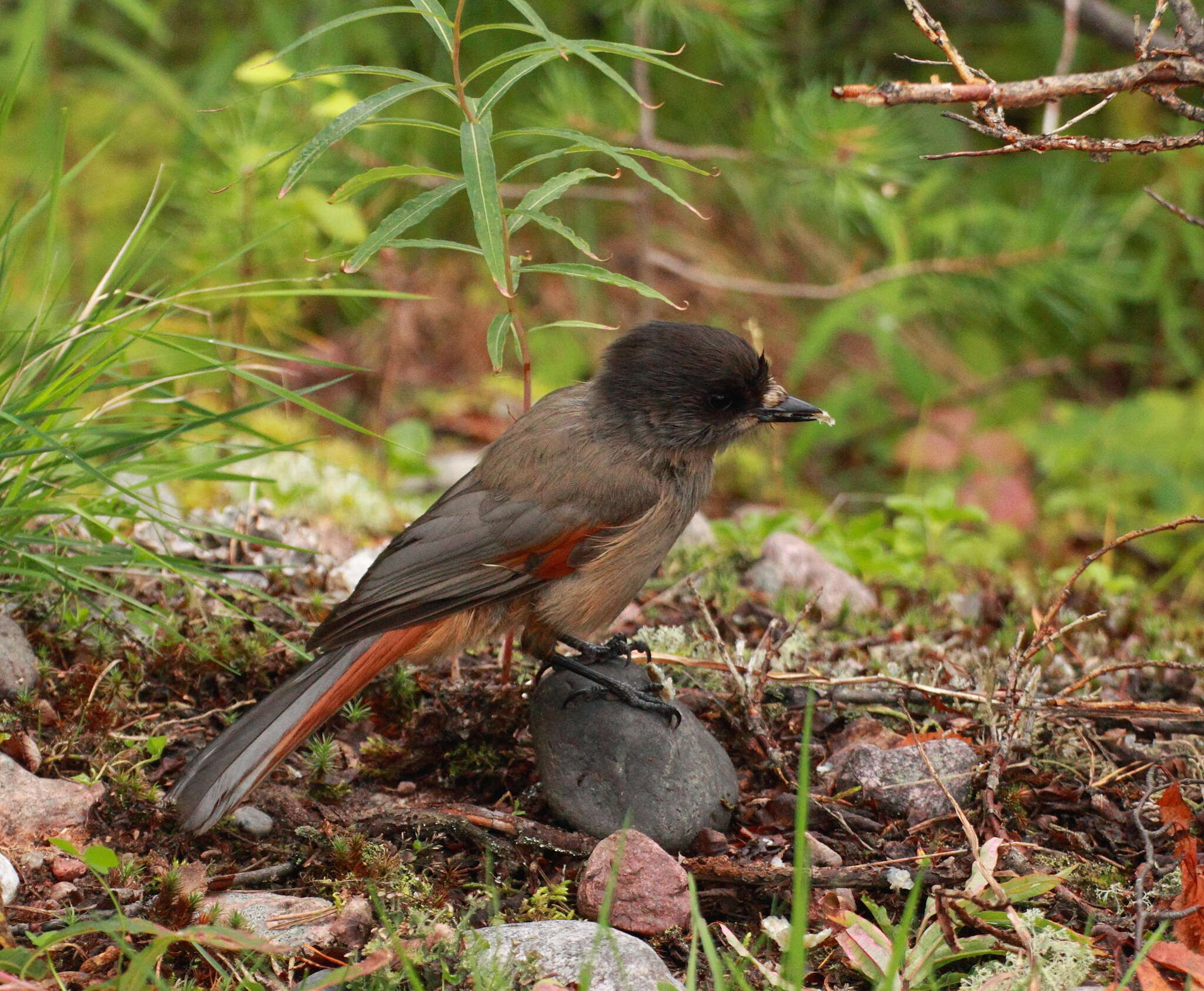 Image of Siberian Jay