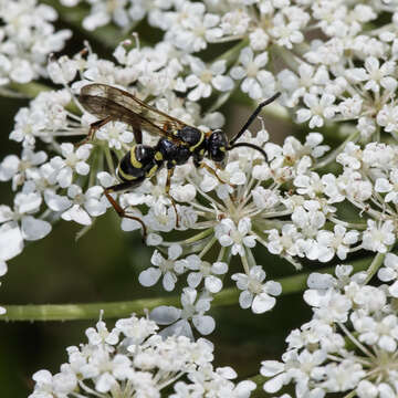 Image of Spider wasp