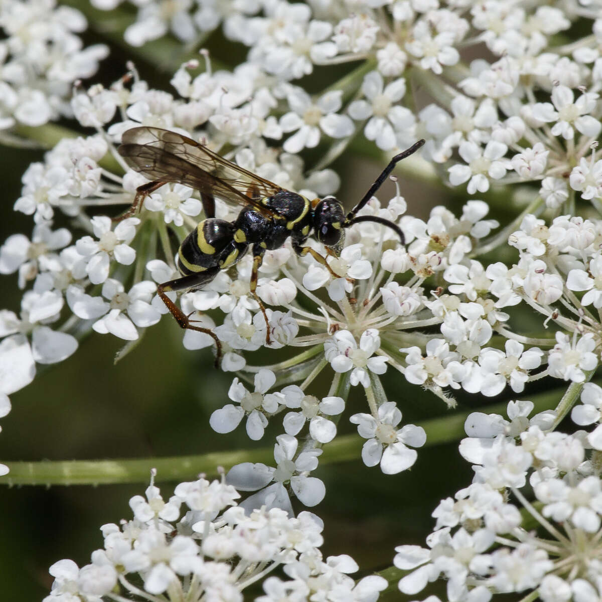 صورة Ceropales maculata (Fabricius 1775)