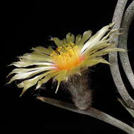 Image of Astrophytum caput-medusae (Velazco & Nevárez) D. R. Hunt