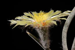 Image of Astrophytum caput-medusae (Velazco & Nevárez) D. R. Hunt