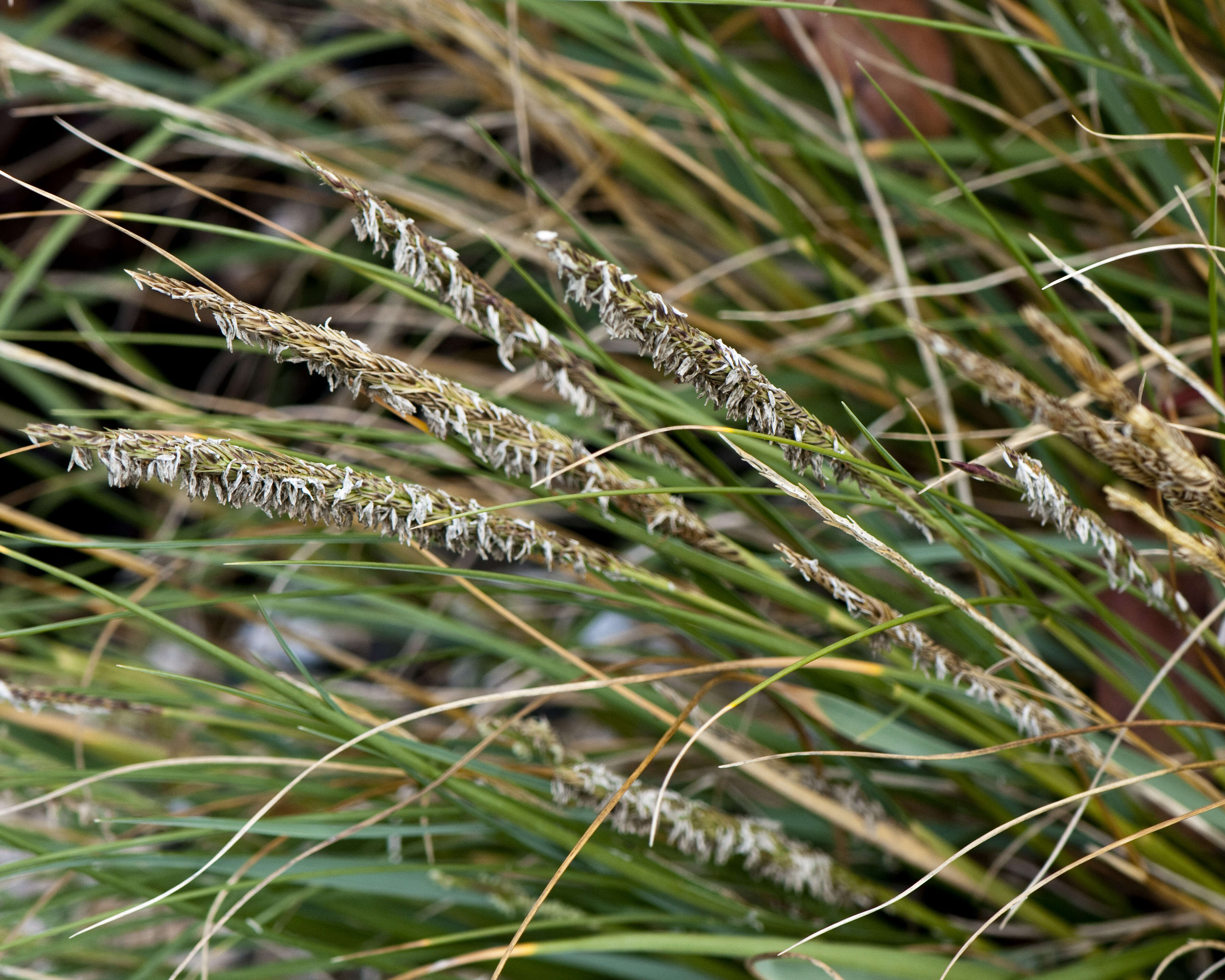 Image of Dense-Flower Cord Grass