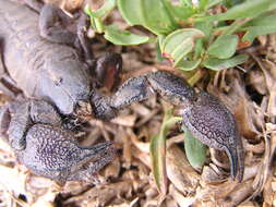 Image of Cheloctonus intermedius Hewitt 1912