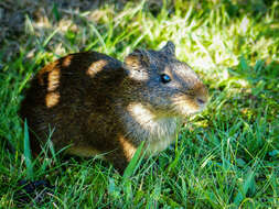 صورة Cavia fulgida Wagler 1831