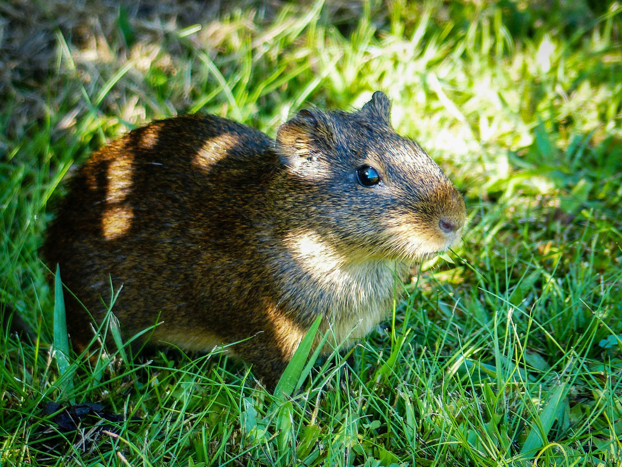 Image of shiny guinea pig