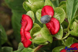 Image of Drymonia brochidodroma Wiehler