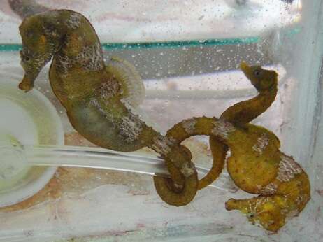 Image of Patagonian Seahorse