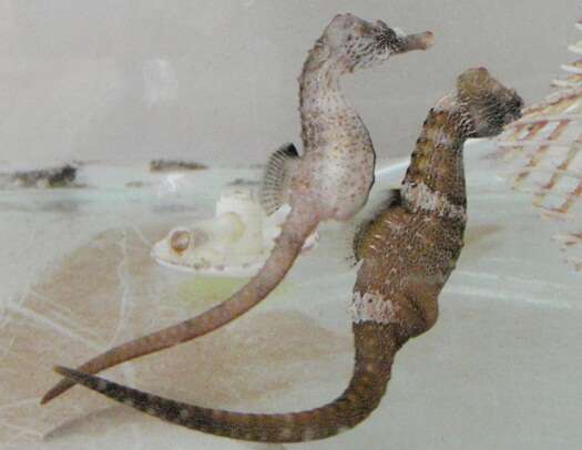 Image of Patagonian Seahorse