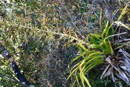 Image of Tillandsia excelsa Griseb.