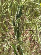 Image of Oenothera stricta subsp. stricta