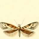 Image of Aristotelia subericinella Duponchel 1842