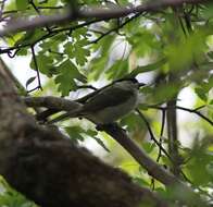 صورة Poecile palustris palustris (Linnaeus 1758)