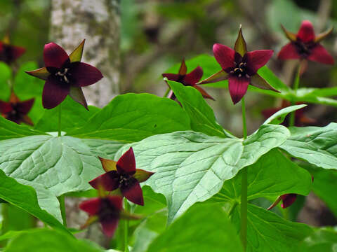 Imagem de Trillium sulcatum T. S. Patrick