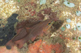 Image of Apogon chrysotaenia