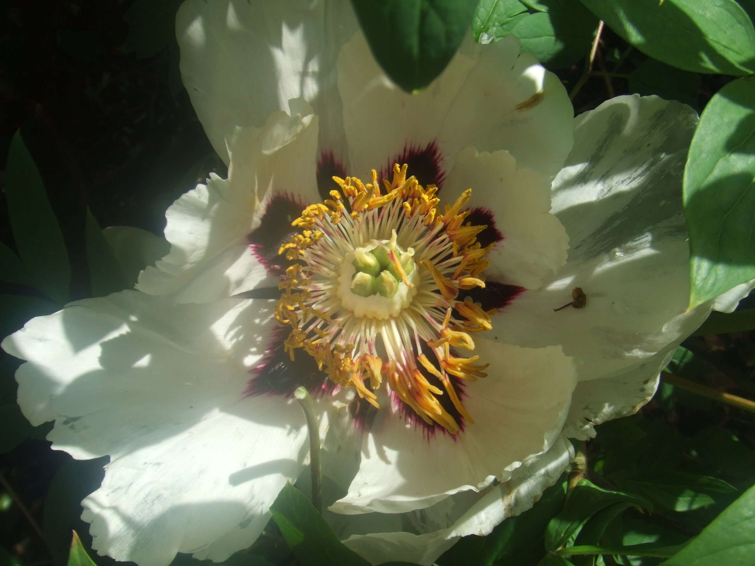 Image of Paeonia rockii (S. G. Haw & Lauener) T. Hong & J. J. Li ex D. Y. Hong