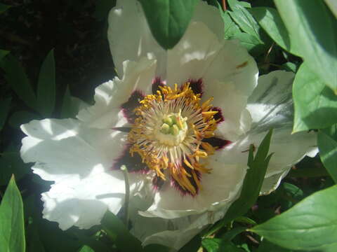 Image of Paeonia rockii (S. G. Haw & Lauener) T. Hong & J. J. Li ex D. Y. Hong