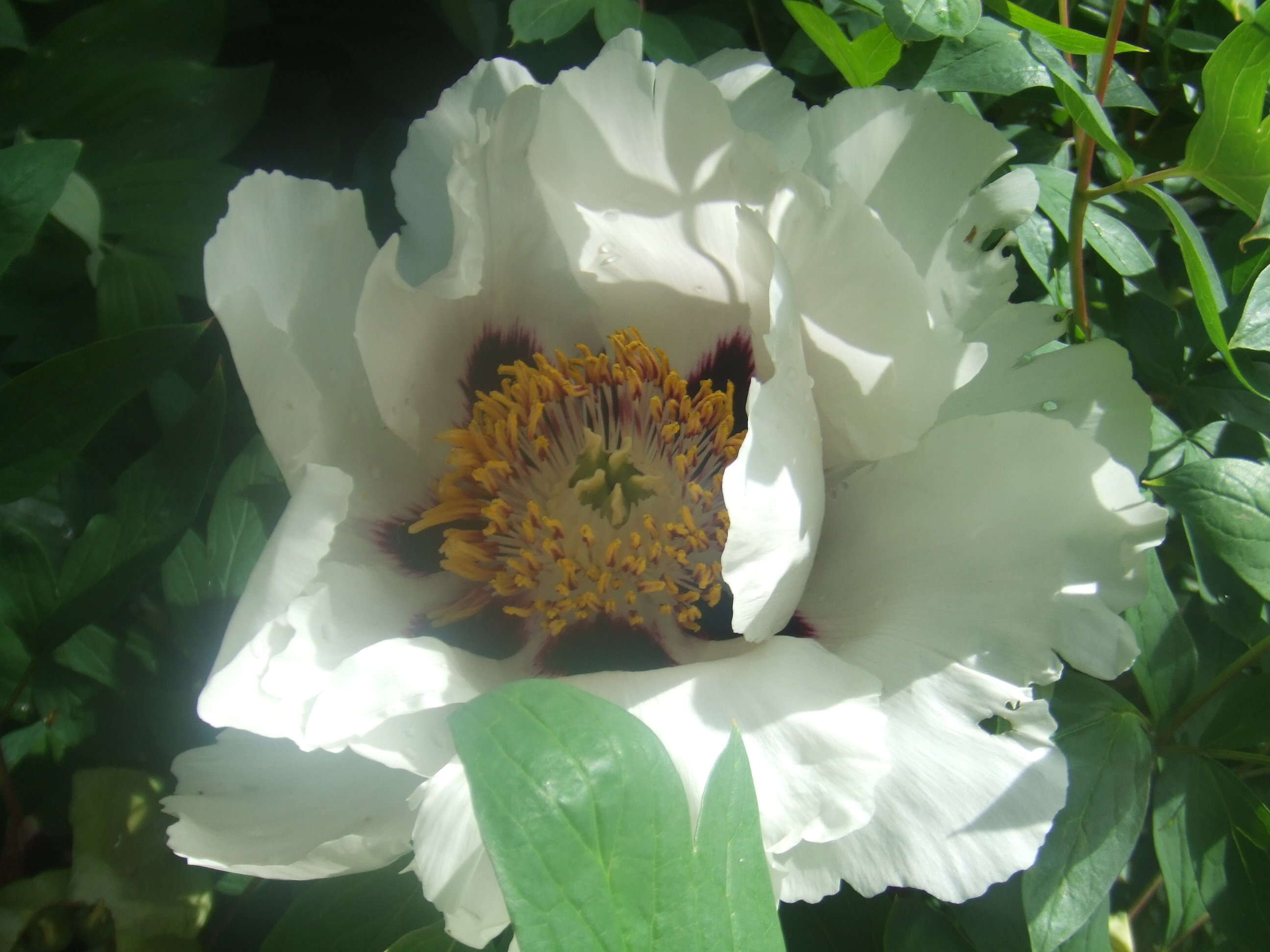 Image of Paeonia rockii (S. G. Haw & Lauener) T. Hong & J. J. Li ex D. Y. Hong