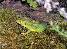 Image of Western Green Lizard