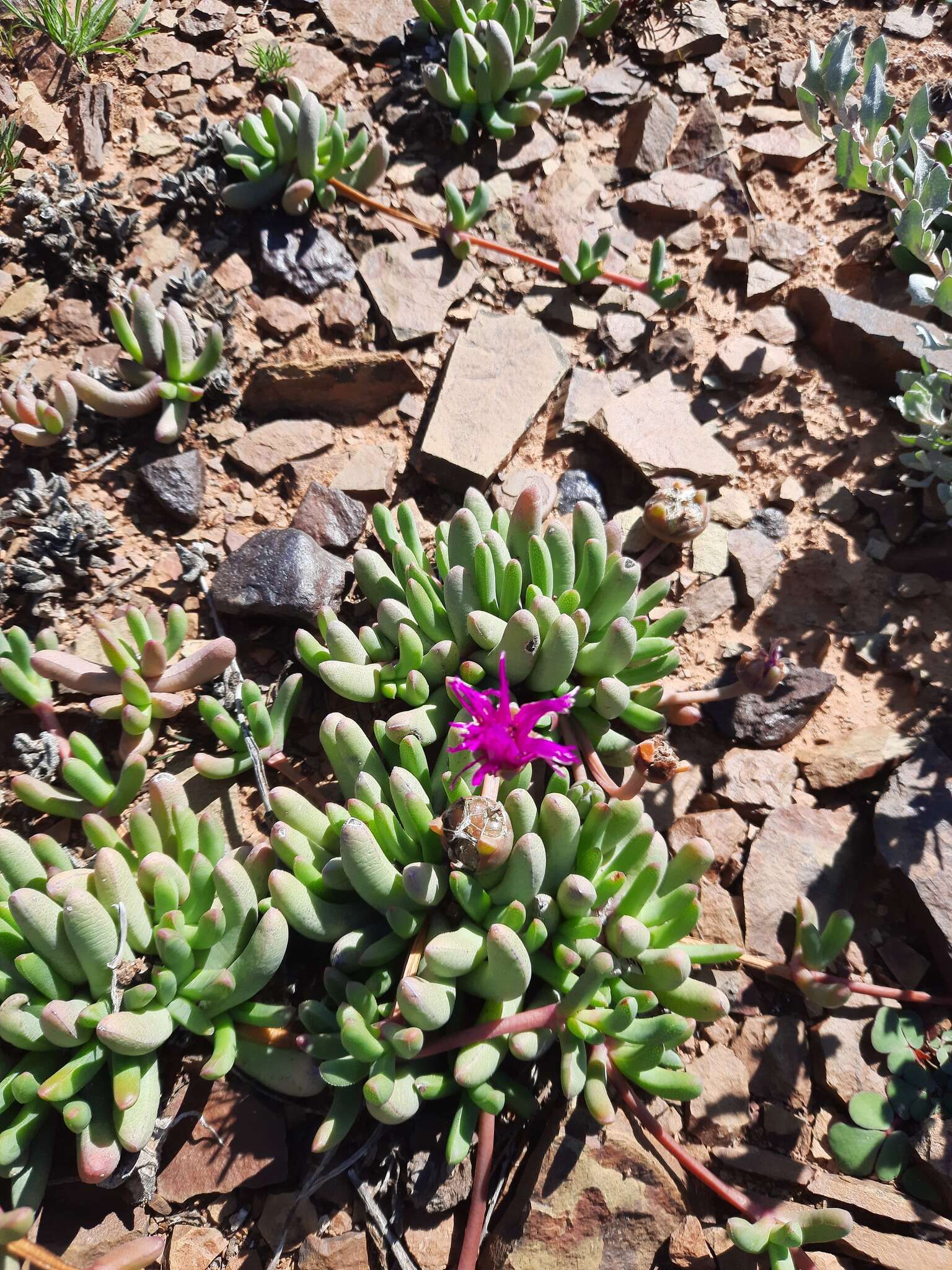 Слика од Cephalophyllum curtophyllum (L. Bol.) Schwant.