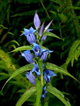 Gentiana asclepiadea L.的圖片