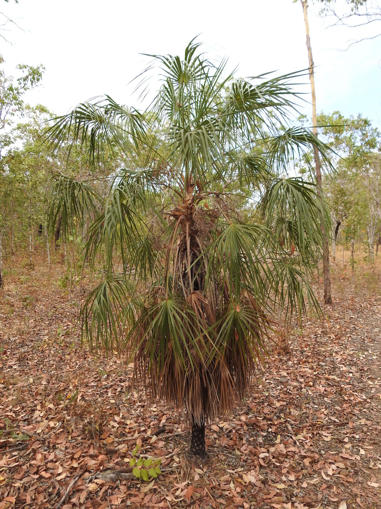 Image of Livistona inermis R. Br.