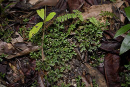 Sivun Selaginella australiensis Bak. kuva