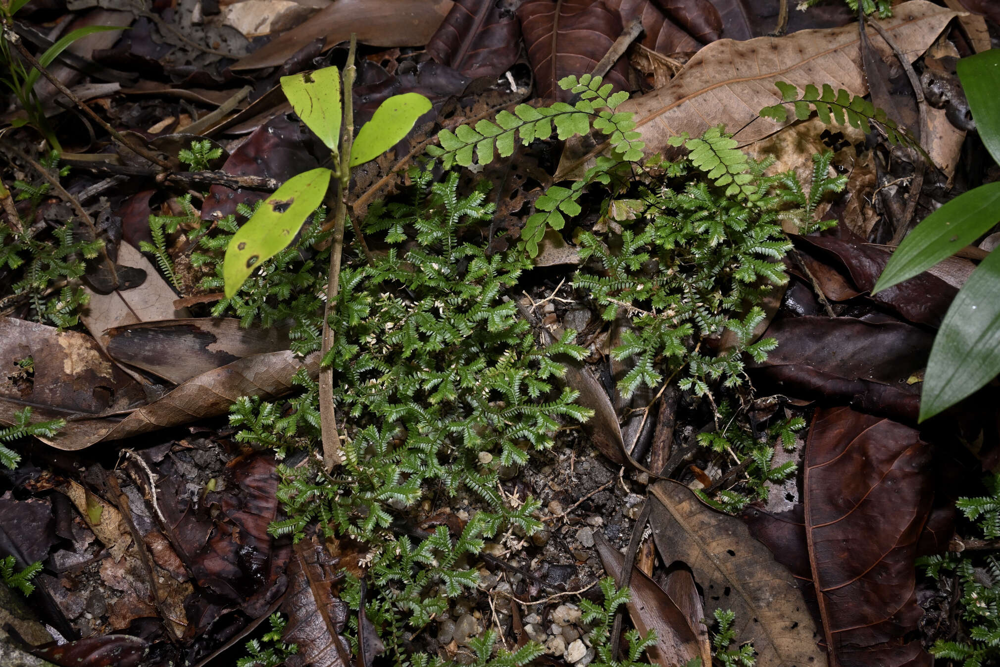 Sivun Selaginella australiensis Bak. kuva