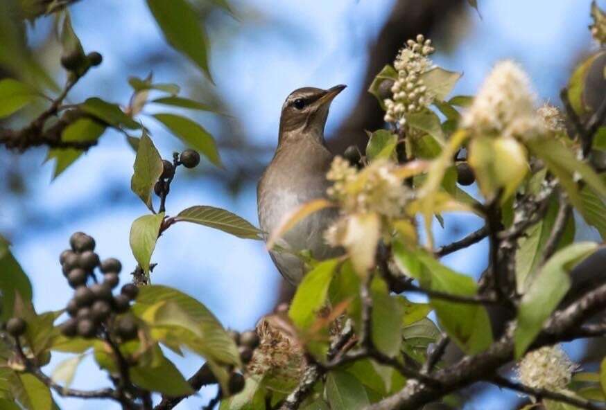 Image of Grey-sided Thrush