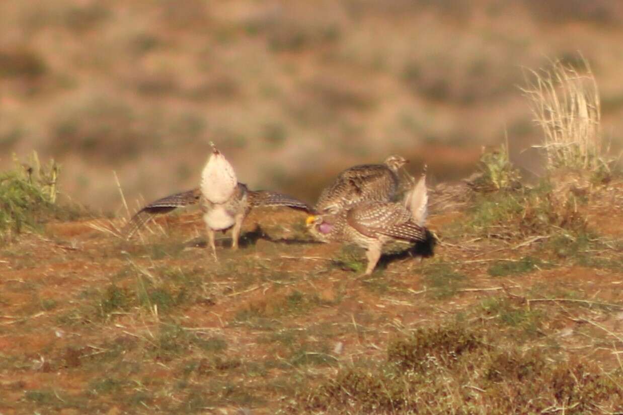 Image of Columbian Sharp-tailed Grouse