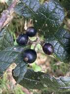 Image of Citharexylum sulcatum Moldenke